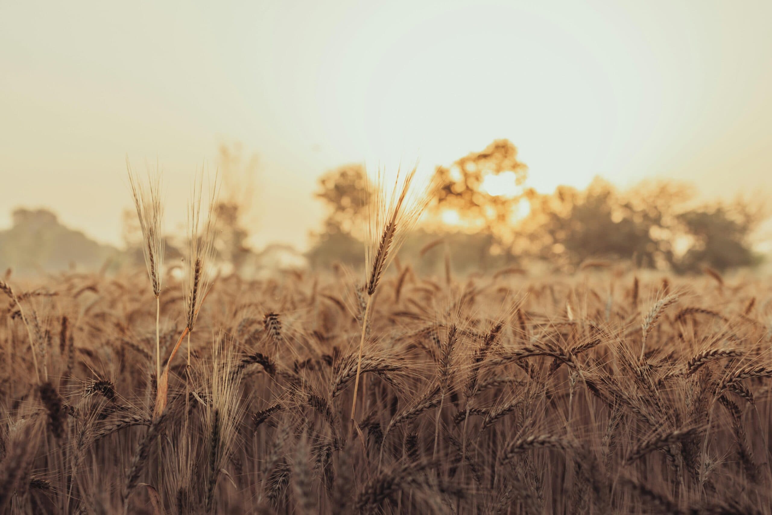 Agriculture Modernization